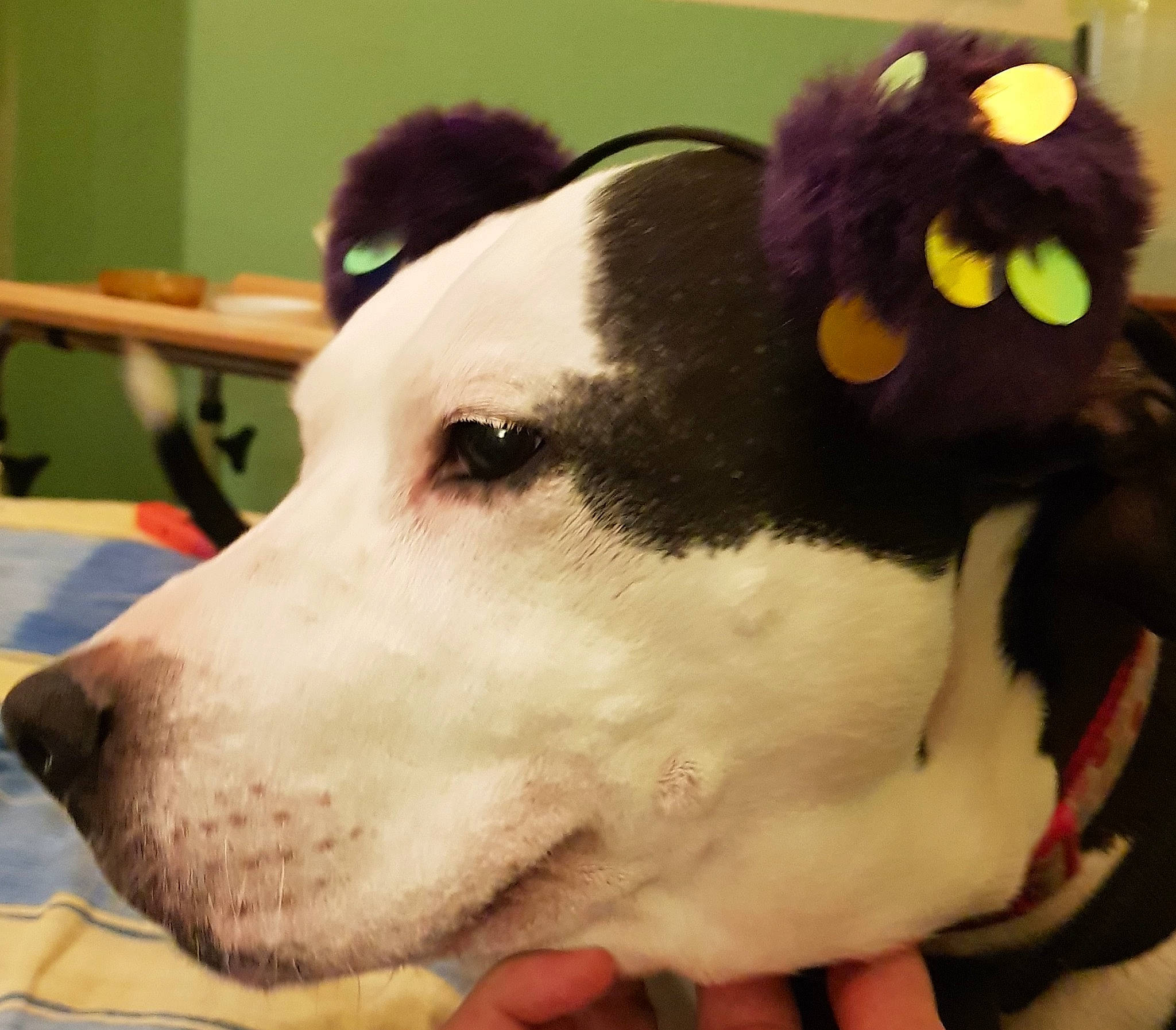 Poppy is registered to the contest to win money with this photo: canidae, carnivore, dog, dog_breed, dog_toy, eye, mammal, non_sporting_group, nose, plush, puppy, puppy_love, snout, sporting_group, stuffed_toy, vertebrate