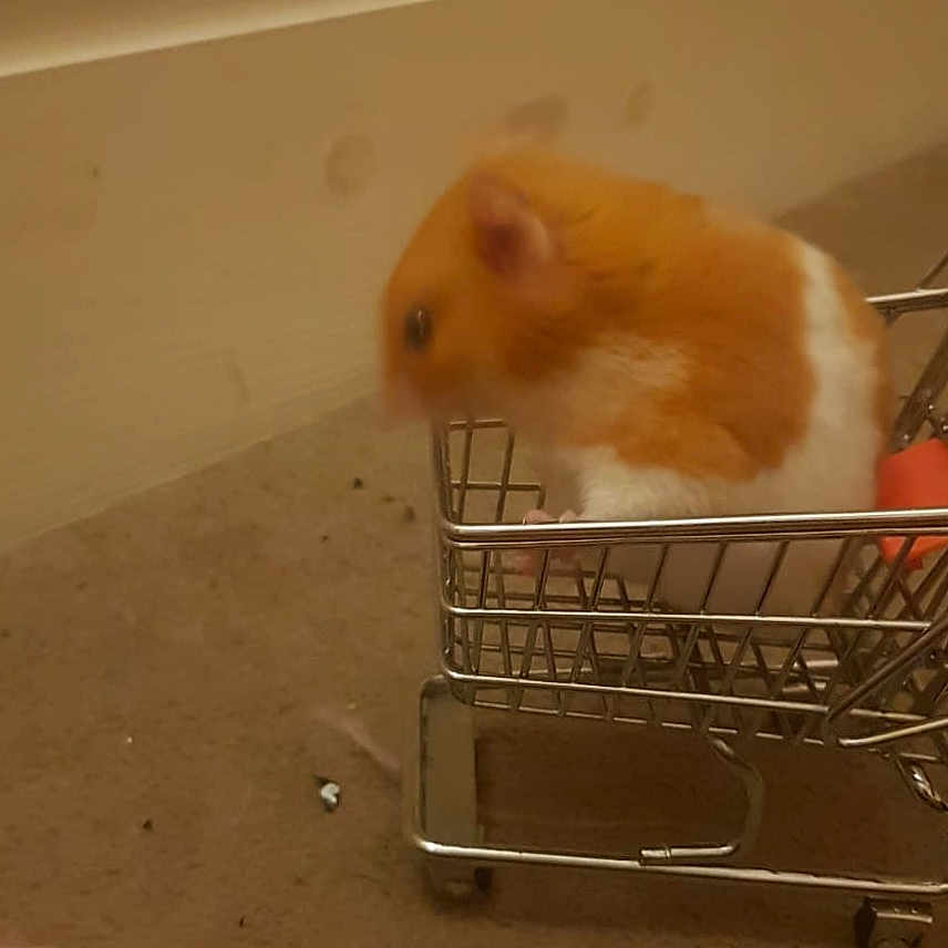 Pumpkin
