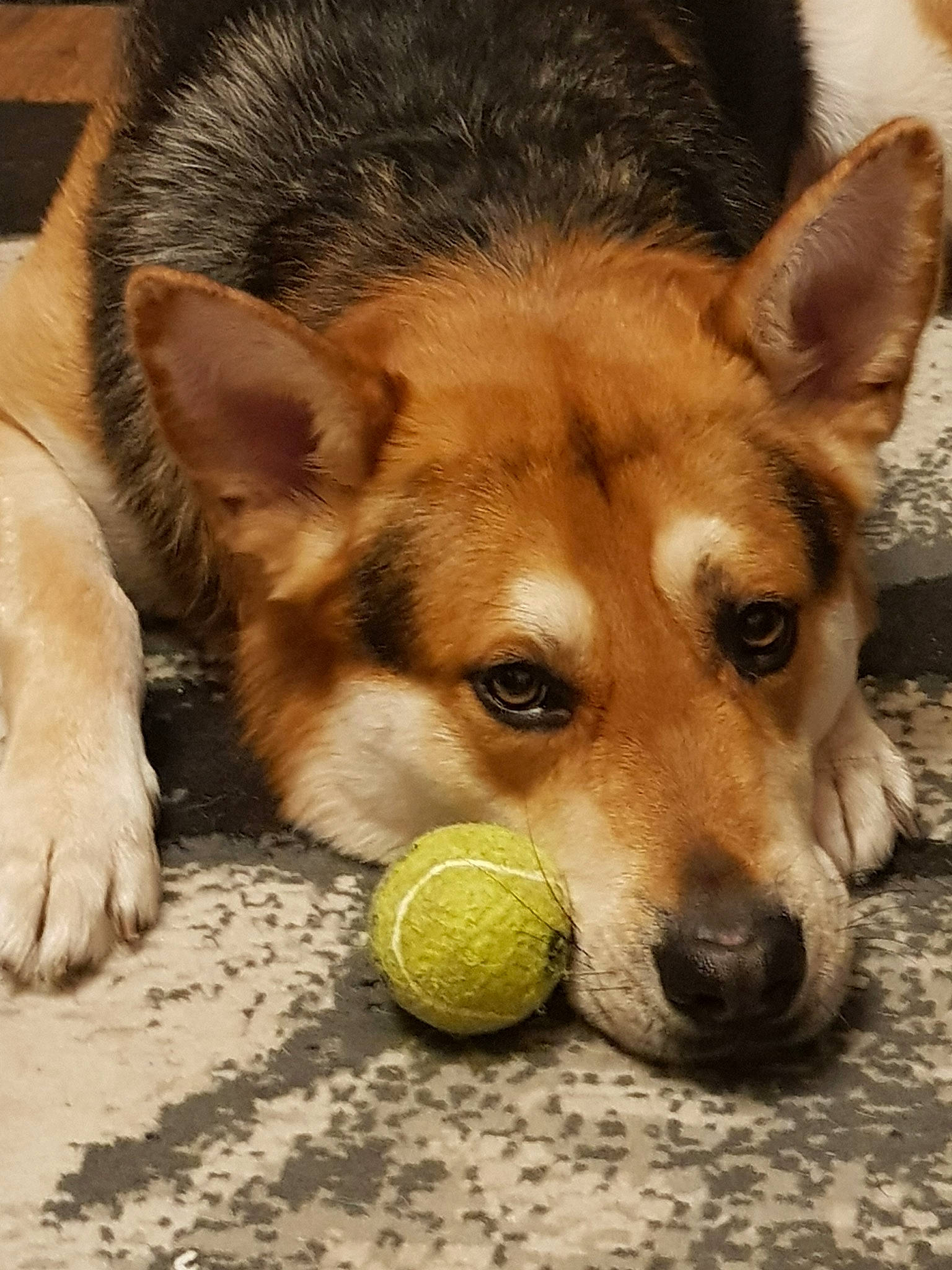 Rambo joined the competition — help win amazing prizes! ancient_dog_breeds, ball, canidae, carnivore, dog, dog_breed, dog_toy, kunming_wolfdog, mammal, pembroke_welsh_corgi, snout, tennis_ball, vertebrate, whiskers, wolfdog, working_dog
