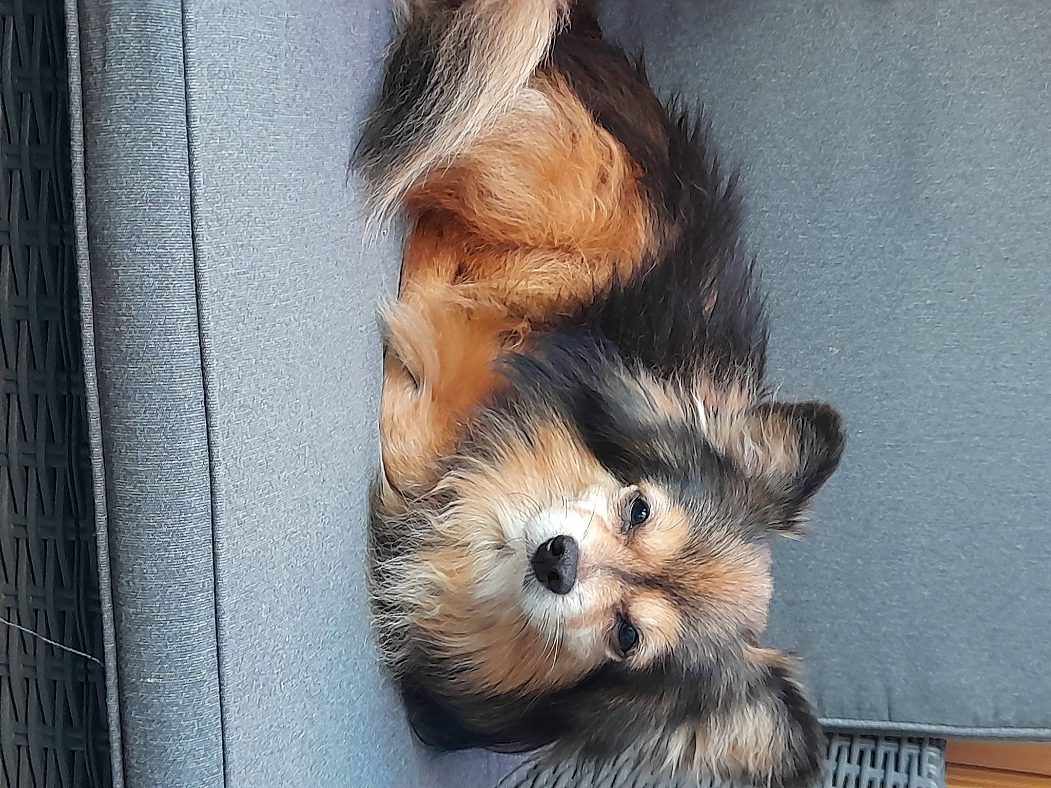 Athos a rejoint le concours — aidez-le/la à gagner de superbes lots ! carnivore, claw, companion_dog, dog_breed, eye, fawn, felidae, ferret, fur, head, mustelidae, red_panda, rodent, small_to_medium_sized_cats, snout, terrestrial_animal, toy, whiskers, wildlife, window