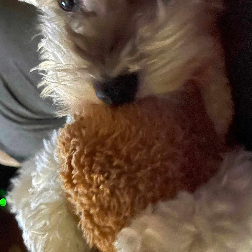 Lulu Fabulous is registered to the contest to win money with this photo: animal, ball, canine, cockerspaniel, couch, dog, eskimodog, football, furniture, hound, indoors, person, pet, poodle, puppy, sleeping, soccer, soccerball, terrier, whitedog