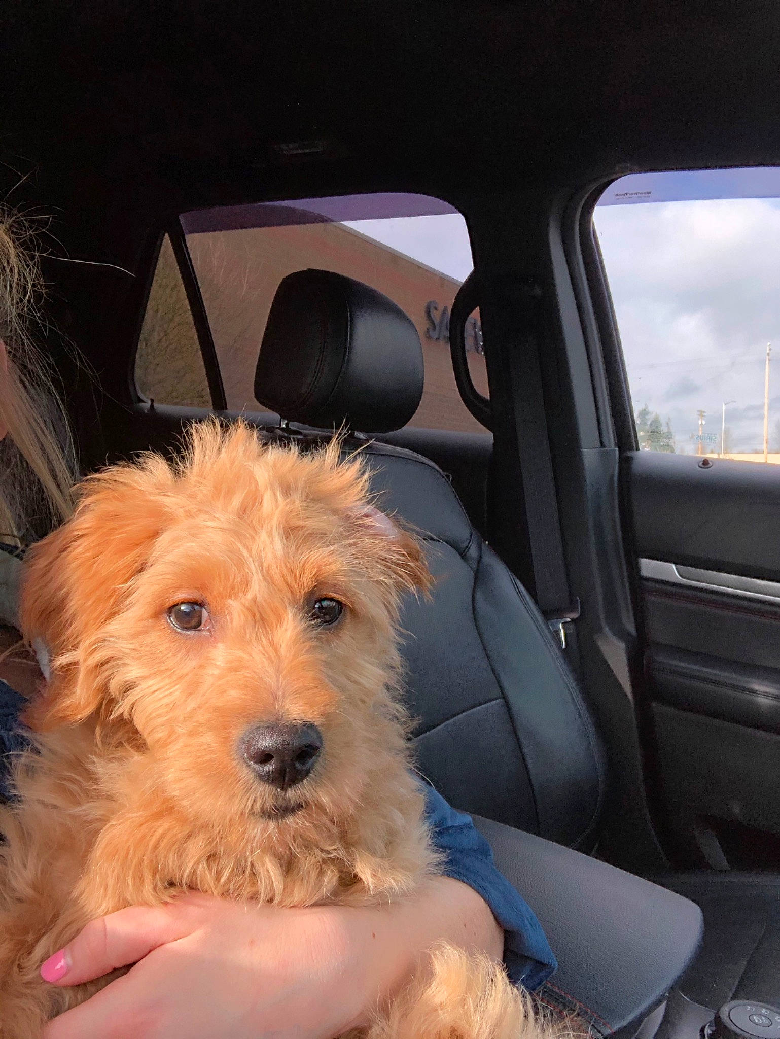 Harley joined the competition — help win amazing prizes! canidae, carnivore, companion_dog, dog, dog_breed, dutch_smoushond, glen_of_imaal_terrier, goldendoodle, irish_soft_coated_wheaten_terrier, mammal, morkie, poodle_crossbreed, rare_breed_dog, schnoodle, small_terrier, sporting_lucas_terrier, terrier, vertebrate