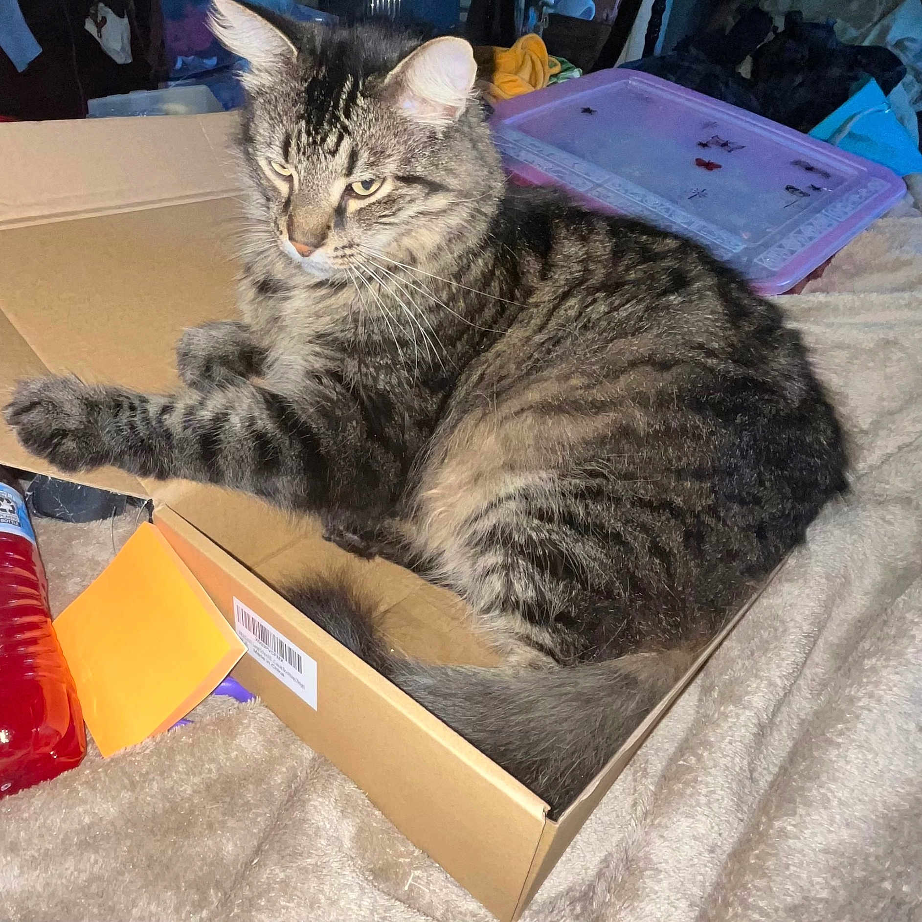 Hendrix joined the competition — help win amazing prizes! animal, box, can, cardboard, carton, cat, document, hardwood, kitten, manx, person, pet, receipt, sleeping, stainedwood, text, tin, wood