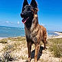 animal, beach, canine, coast, dog, germanshepherd, nature, outdoors, pet, policedog, puppy, sand, sea, shoreline, water