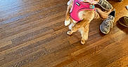 Sweet Pea joined the competition — help win amazing prizes! dog, small_dog, pink_harness, wooden_floor, indoor, person_kneeling, sneakers, brown_dog, pet, cute, alert, curious, fur, collar, leash_attachment, home, flooring, footwear, kneeling, animal