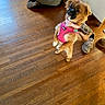 alert, animal, brown_dog, collar, curious, cute, dog, flooring, footwear, fur, home, indoor, kneeling, leash_attachment, person_kneeling, pet, pink_harness, small_dog, sneakers, wooden_floor