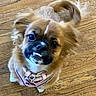 Sweet Pea is registered to the contest to win money with this photo: dog, small_dog, pet, brown_fur, pink_collar, teeth, looking_up, wooden_floor, cute, funny_expression, animal, indoor, fur, face, ears, collar, tongue, close_up, domestic_animal, mammal
