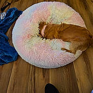 Sweet Pea joined the competition — help win amazing prizes! dog, bed, fluffy, pastel_colors, wooden_floor, blanket, sock, collar, pet, cozy, indoor, sleeping, furry, brown_dog, round_bed, home, relaxation, flooring, animal, comfort