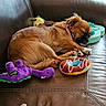 Sweet Pea joined the competition — help win amazing prizes! dog, puppy, sleeping, brown_leather_couch, plush_toy, purple_dinosaur_toy, donut_toy, pet, indoor, cozy, relaxing, cute, small_dog, collar, paw, fur, animal, resting, toy, home