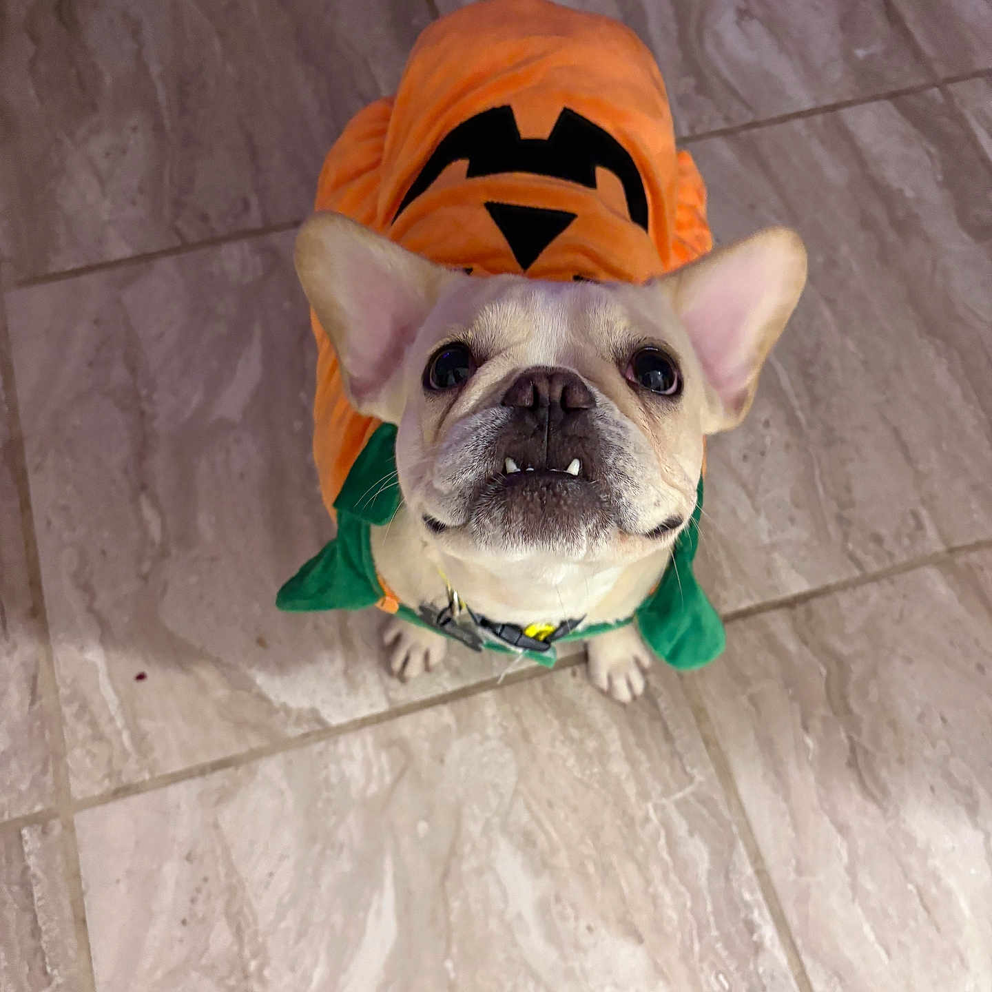 Peggie joined the competition — help win amazing prizes! adorable, animal, collar, costume, cute, dog, ears, french_bulldog, green_detail, halloween, indoor, looking_up, orange_costume, pet, portrait, pumpkin, small_dog, teeth, tile_floor, white_dog