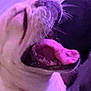 Peggie joined the competition — help win amazing prizes! dog, close_up, yawning, purple_lighting, tongue, pet, animal, indoor, blurry, grainy, mouth_open, canine, whiskers, fur, nose, snout, expression, sleepy, background, blur