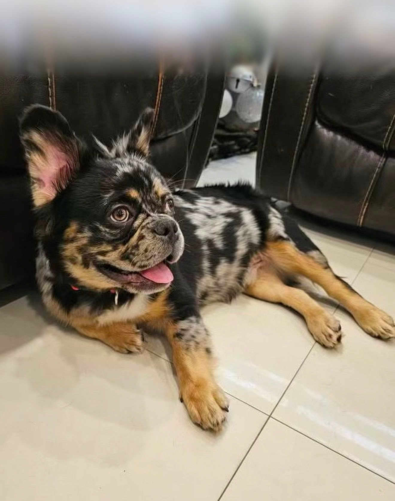 Rocco is registered to the contest to win money with this photo: dog, puppy, indoor, tile_floor, leather_couch, black, brown, spotted, tongue_out, pet, animal, cute, relaxed, laying_down, ears_up, friendly, companion, domestic, fur, living_room
