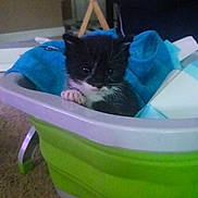 Stormy joined the competition — help win amazing prizes! kitten, cat, black_and_white, pet, animal, container, plastic, towel, carpet, indoor, furniture, blue, green, cozy, cute, small, young, curious, domestic, resting