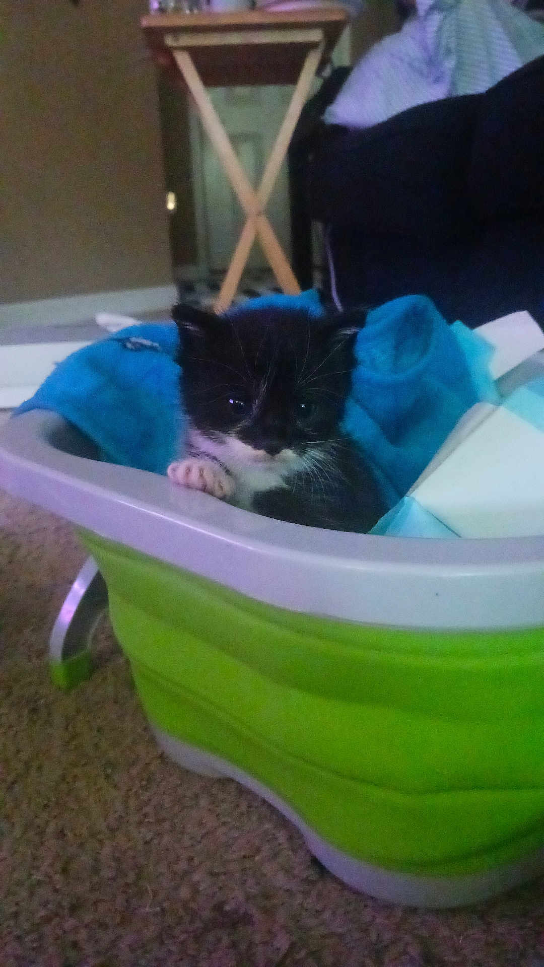 Stormy joined the competition — help win amazing prizes! kitten, cat, black_and_white, pet, animal, container, plastic, towel, carpet, indoor, furniture, blue, green, cozy, cute, small, young, curious, domestic, resting