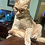 animal, beige_cat, cat, couch, curious, cute, domestic_cat, feline, funny_pose, furniture, glasses, home, indoor, living_room, pet, pink_paw_pads, portrait, relaxed, sitting, whiskers