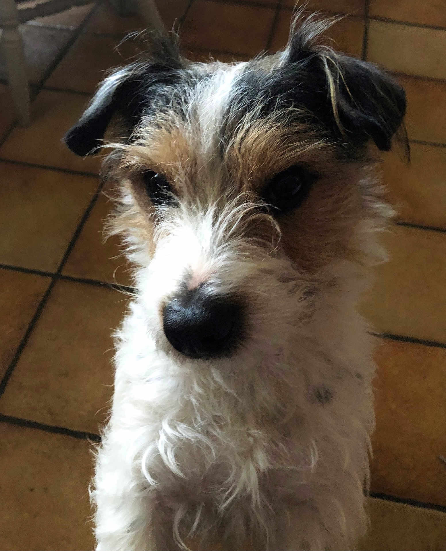 Rimbaud participe au concours pour gagner de l'argent avec cette photo : dog, pet, close_up, fur, scruffy, brown, white, black, face, ears, nose, indoor, floor, tile, animal, curious, cute, portrait, mammal, whiskers