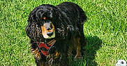 Roxie a rejoint le concours — aidez-le/la à gagner de superbes lots ! animal, black_fur, brown_fur, canine, curly_fur, daylight, dog, field, garden, grass, greenery, harness, mammal, nature, outdoor, pet, playful, small_soccer_ball, summer, sunlight