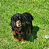 dog, grass, greenery, outdoor, pet, animal, harness, black_fur, brown_fur, small_soccer_ball, sunlight, field, nature, playful, curly_fur, canine, summer, daylight, mammal, garden