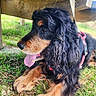 dog, animal, outdoor, grass, wood, panting, leash, fur, black, brown, curly_fur, bench, resting, nature, pet, close_up, sunlight, happy, mammal, canine