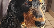 Roxie participe au concours pour gagner de l'argent avec cette photo : dog, bow, red_bow, curly_fur, black_and_tan, pet, indoor, tiled_floor, plush_toys, animal, cute, portrait, sitting, furry, companion, domestic_animal, decor, colorful, closeup, adorable