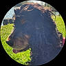 dog, profile, close_up, outdoor, grass, water, sunlight, black, brown, fur, tongue, pet, animal, nature, daylight, curly_fur, vignette, side_view, canine, park