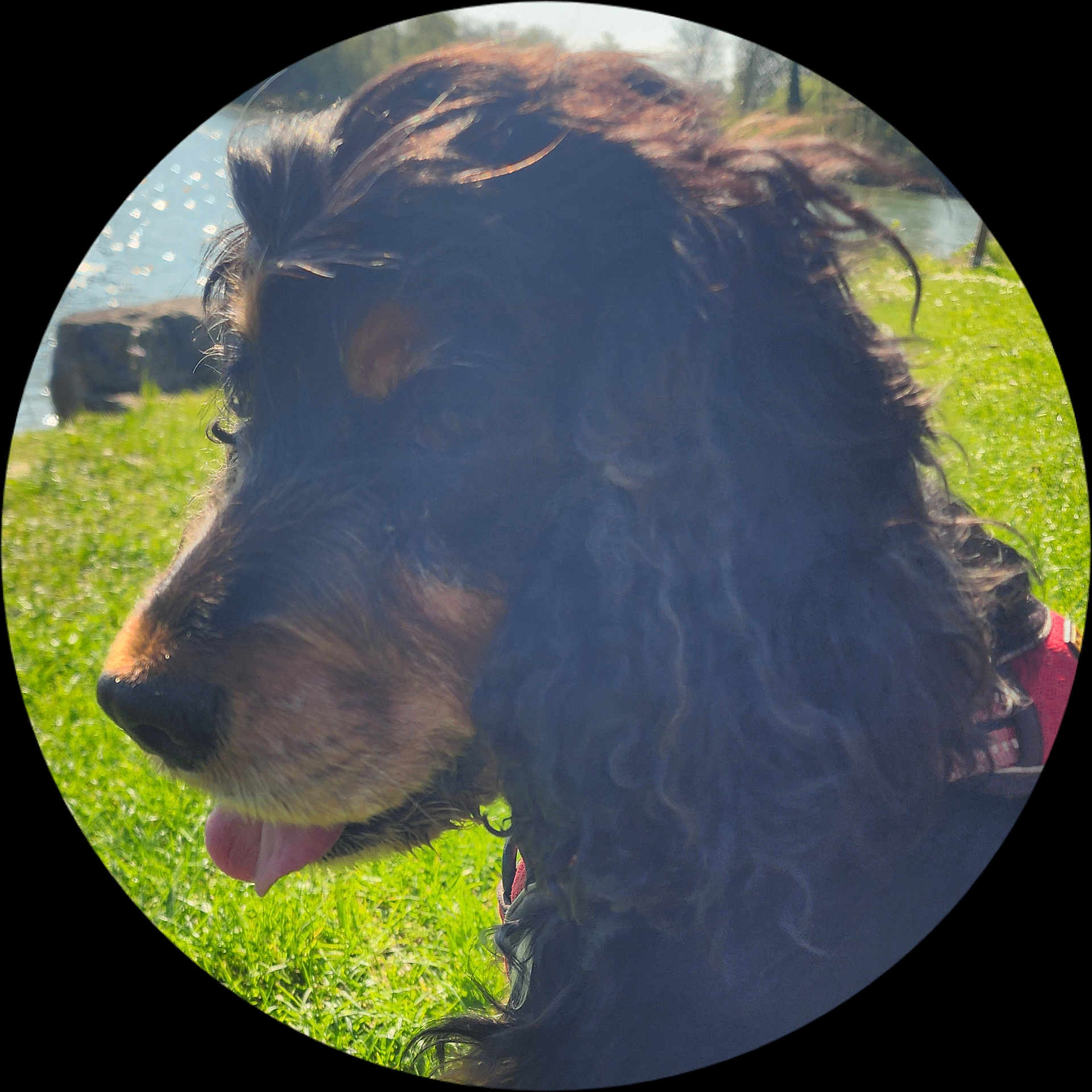 Roxie