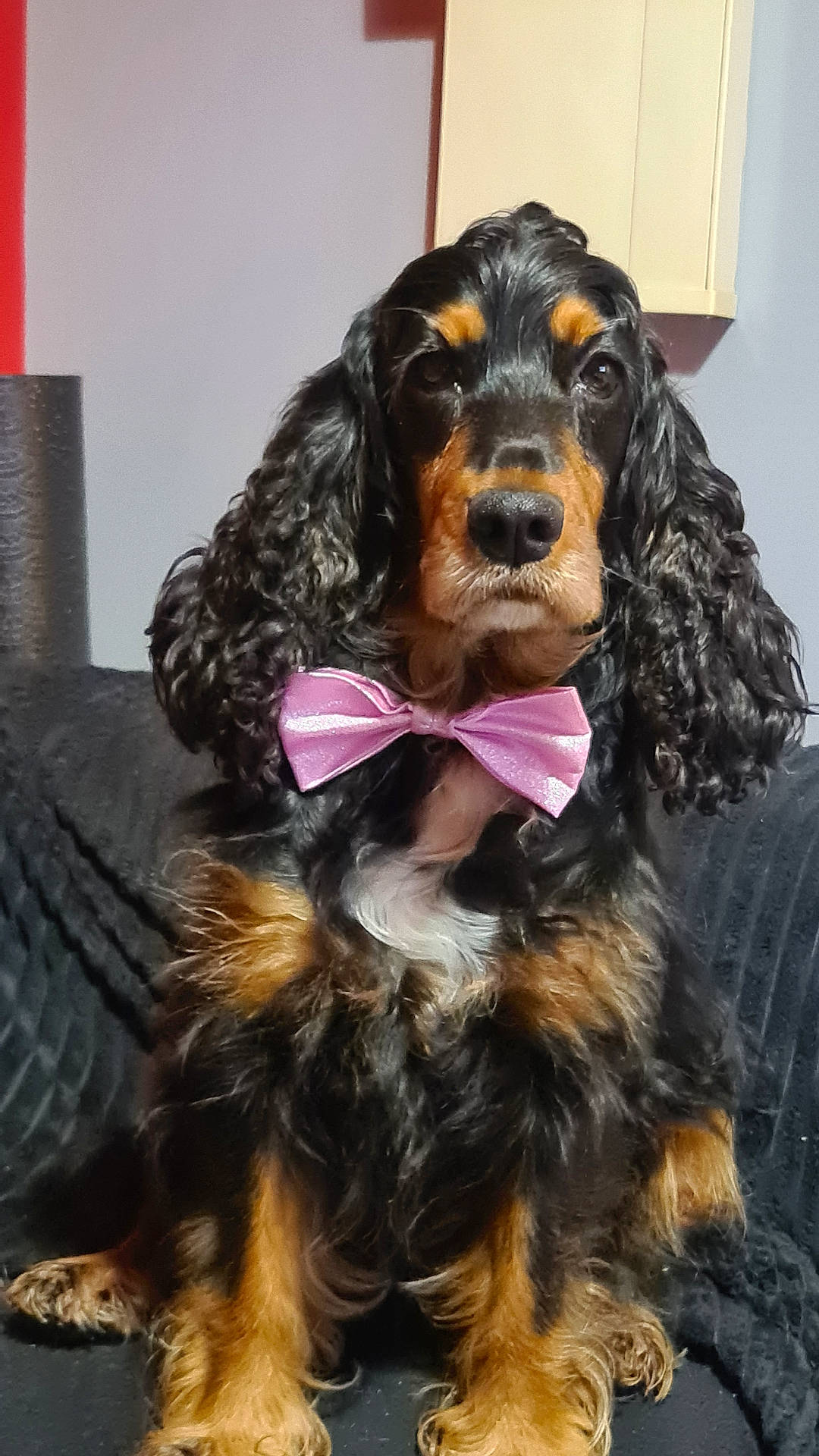accessories, animal, bowtie, canine, clothing, cockerspaniel, couch, dog, face, formalwear, furniture, head, hound, papillon, person, pet, puppy, suit, terrier, tie