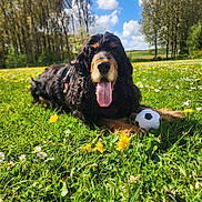 Roxie participe au concours pour gagner de l'argent avec cette photo : dog, grass, flowers, soccer_ball, outdoor, sunny, blue_sky, clouds, trees, tongue_out, pet, playful, nature, field, animal, summer, greenery, happy, canine, daytime