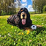 dog, grass, flowers, soccer_ball, outdoor, sunny, blue_sky, clouds, trees, tongue_out, pet, playful, nature, field, animal, summer, greenery, happy, canine, daytime