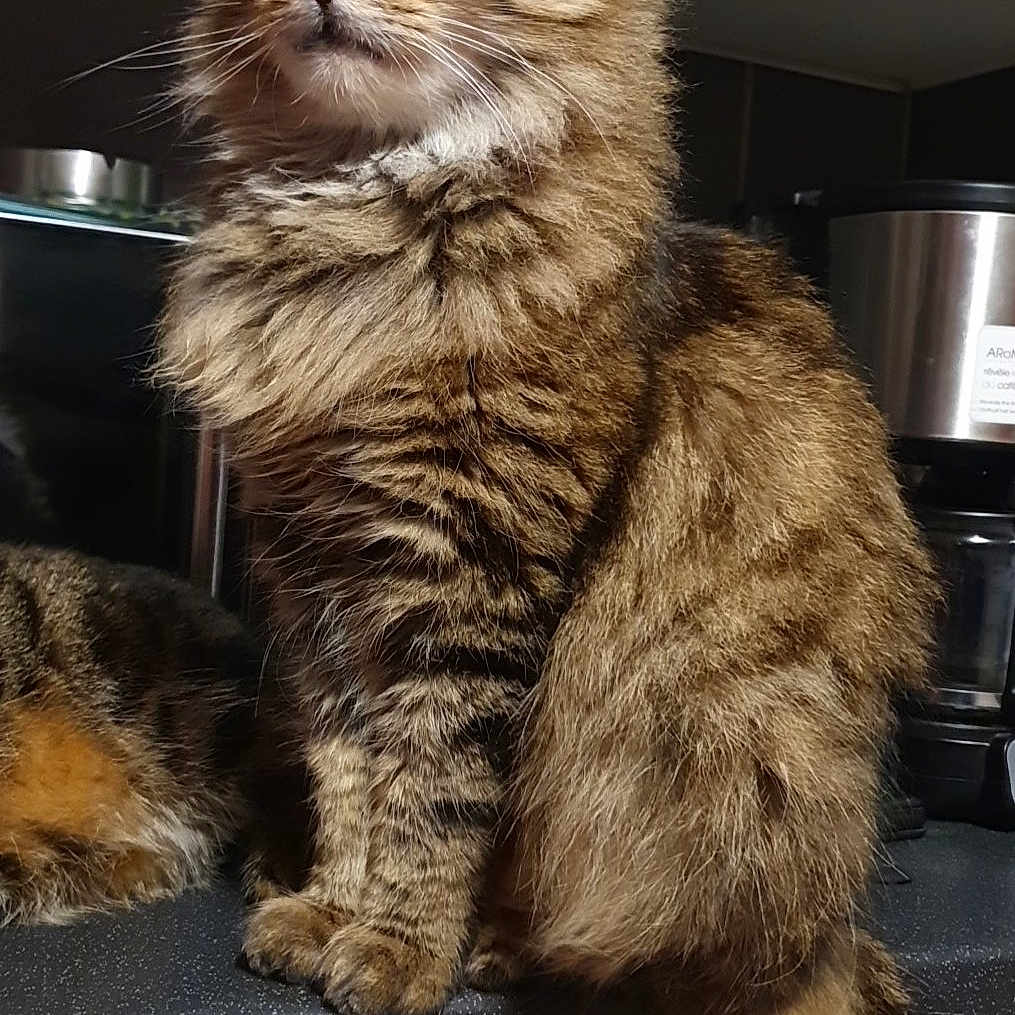 Maya