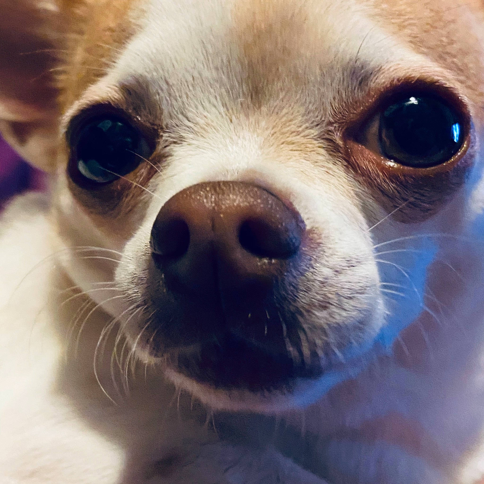 Lucy a rejoint le concours — aidez-le/la à gagner de superbes lots ! canidae, carnivore, close_up, companion_dog, dog, dog_breed, electric_blue, eye, fawn, fur, happy, nose, snout, sporting_group, sunglasses, terrestrial_animal, toy_dog, whiskers, white, working_animal