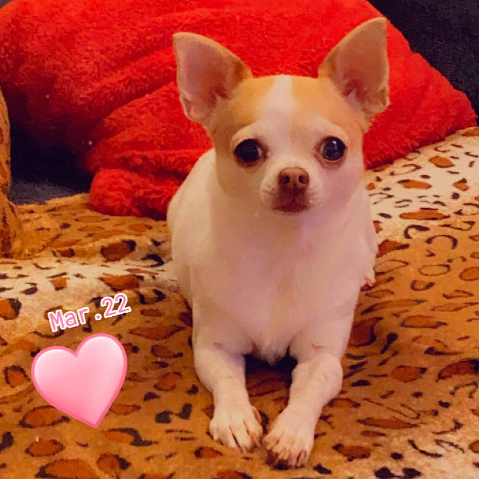 Lucy a rejoint le concours — aidez-le/la à gagner de superbes lots ! canidae, carmine, carnivore, chihuahua, comfort, companion_dog, corgi_chihuahua, dog, dog_breed, ear, fawn, fur, linens, pattern, paw, snout, terrestrial_animal, toy_dog, whiskers, working_animal