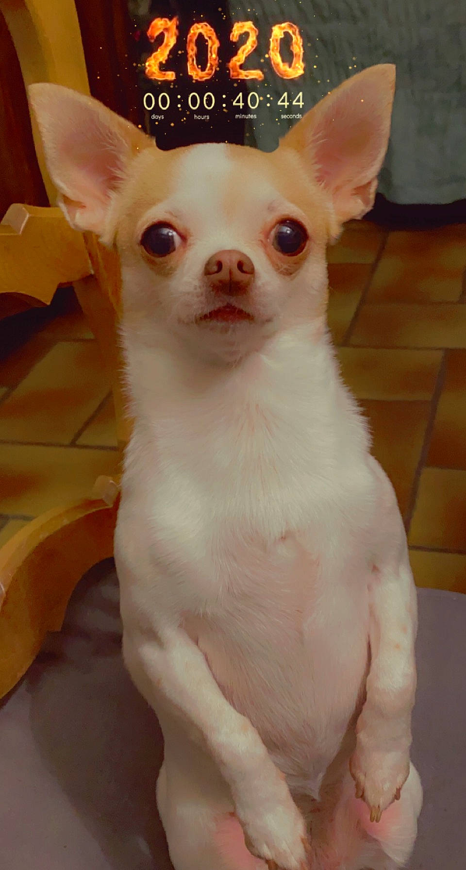 Lucy participe au concours pour gagner de l'argent avec cette photo : canidae, carnivore, chihuahua, companion_dog, corgi_chihuahua, dog, dog_breed, ear, eye, fawn, fur, non_sporting_group, snout, terrestrial_animal, toy_dog, whiskers, working_animal