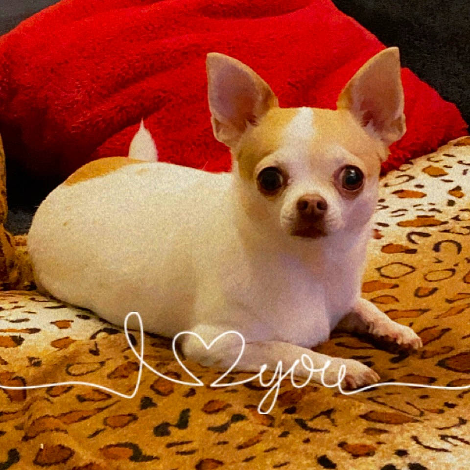 Lucy participe au concours pour gagner de l'argent avec cette photo : canidae, carnivore, chihuahua, comfort, companion_dog, dog, dog_breed, dog_supply, ear, fawn, felidae, fur, happy, linens, paw, snout, tail, terrestrial_animal, toy_dog, whiskers