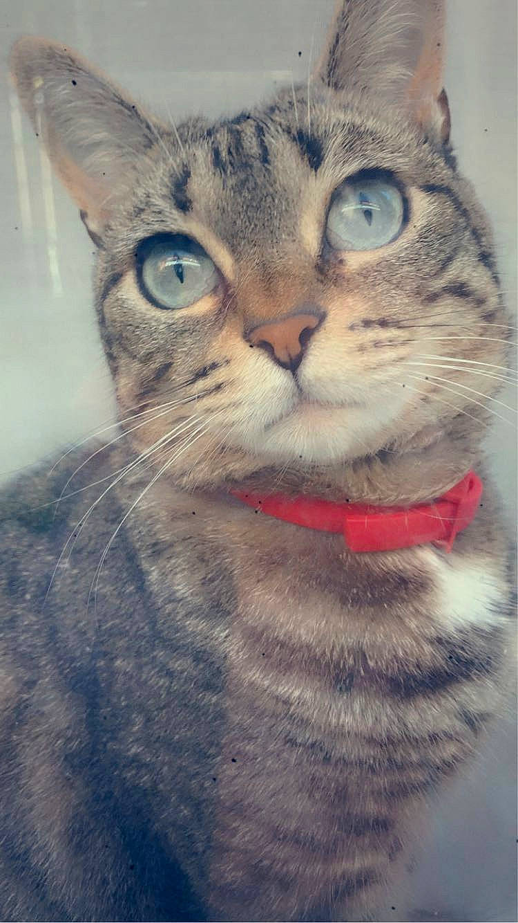 Lua participe au concours pour gagner de l'argent avec cette photo : carnivore, cat, domestic_short_haired_cat, eye, felidae, fur, head, iris, paw, small_to_medium_sized_cats, snout, tail, terrestrial_animal, whiskers