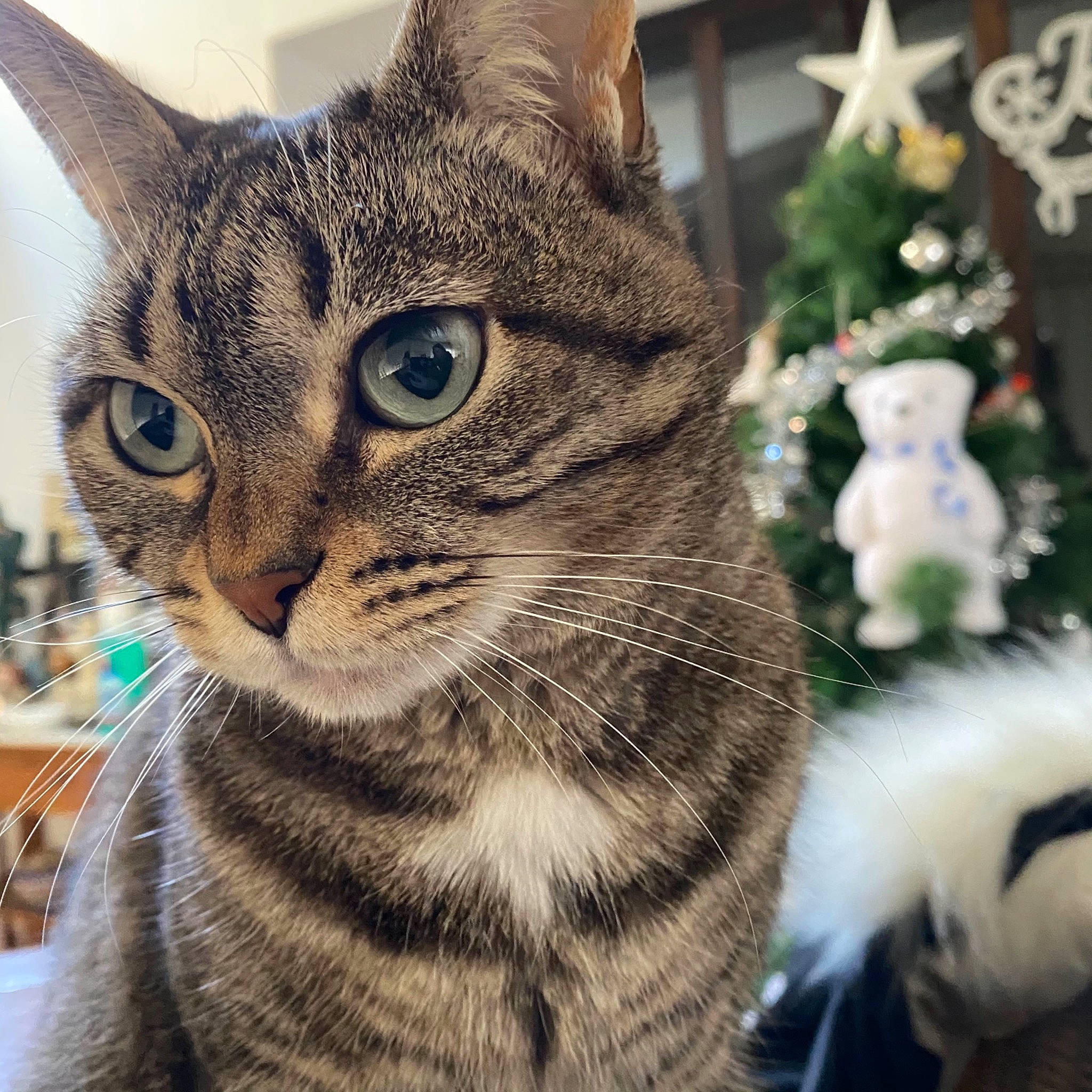 Lua a rejoint le concours — aidez-le/la à gagner de superbes lots ! carnivore, cat, christmas, christmas_decoration, christmas_tree, conifer, domestic_short_haired_cat, event, felidae, fur, holiday, plant, small_to_medium_sized_cats, snout, tree, whiskers