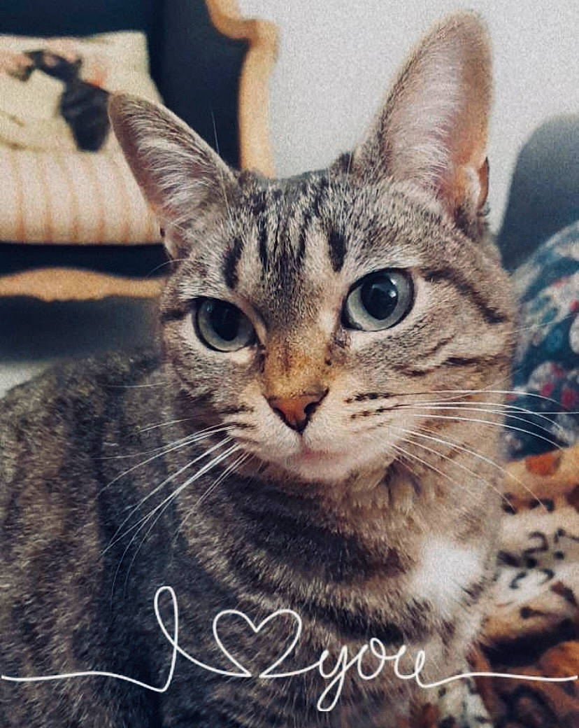 Lua participe au concours pour gagner de l'argent avec cette photo : carnivore, cat, domestic_short_haired_cat, felidae, fur, grass, paw, photo_caption, small_to_medium_sized_cats, snout, square, whiskers, wildlife