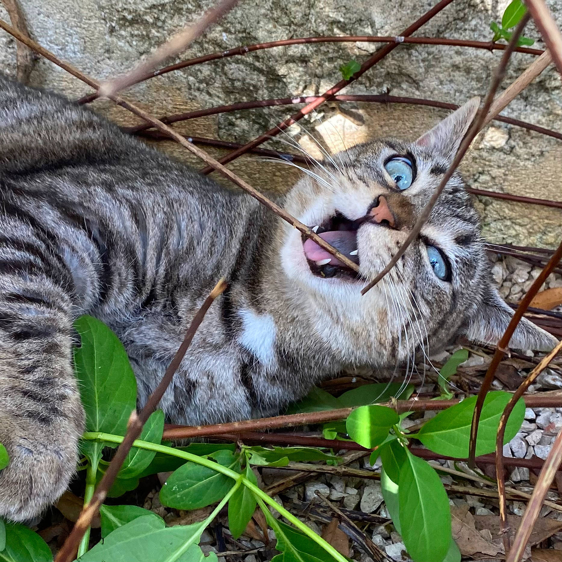 Lua a rejoint le concours — aidez-le/la à gagner de superbes lots ! big_cats, carnivore, cat, domestic_short_haired_cat, eye, fawn, felidae, fur, grass, lynx, plant, roar, small_to_medium_sized_cats, snout, tail, terrestrial_animal, tiger, twig, whiskers, wildlife