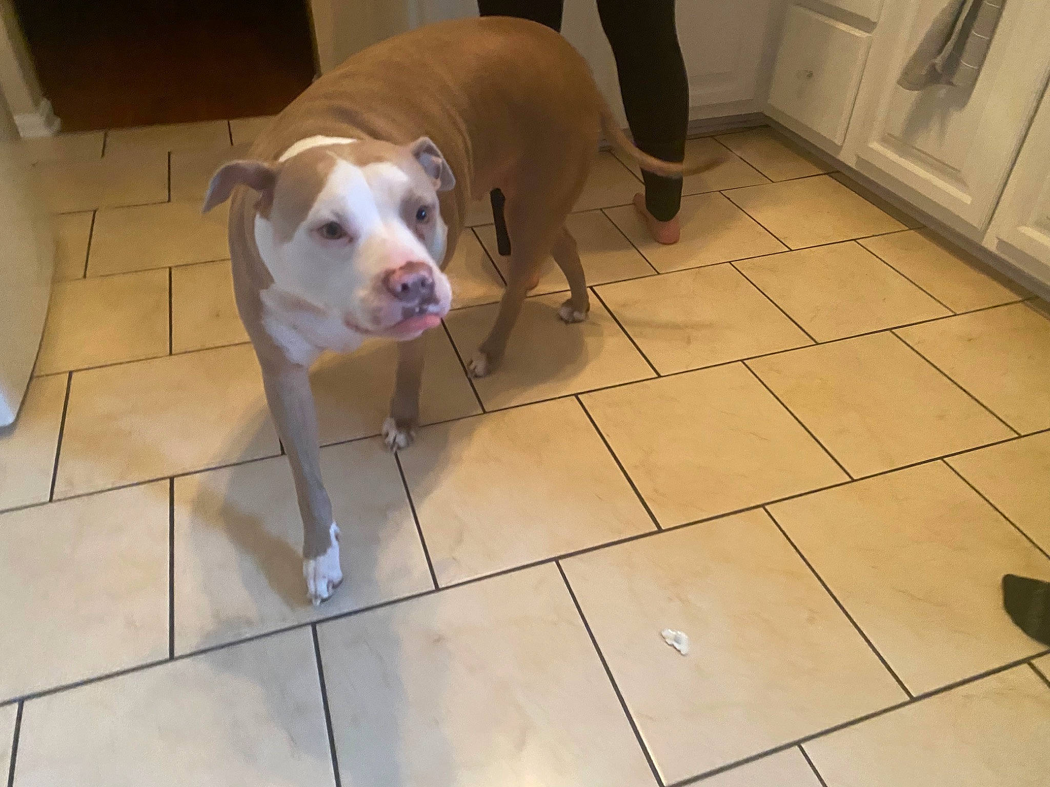 Missy is registered to the contest to win money with this photo: cabinetry, carnivore, companion_dog, dog, dog_breed, door, fawn, floor, flooring, fur, hardwood, pet_supply, snout, sporting_group, street_dog, tail, tile_flooring, whiskers, wood, working_animal