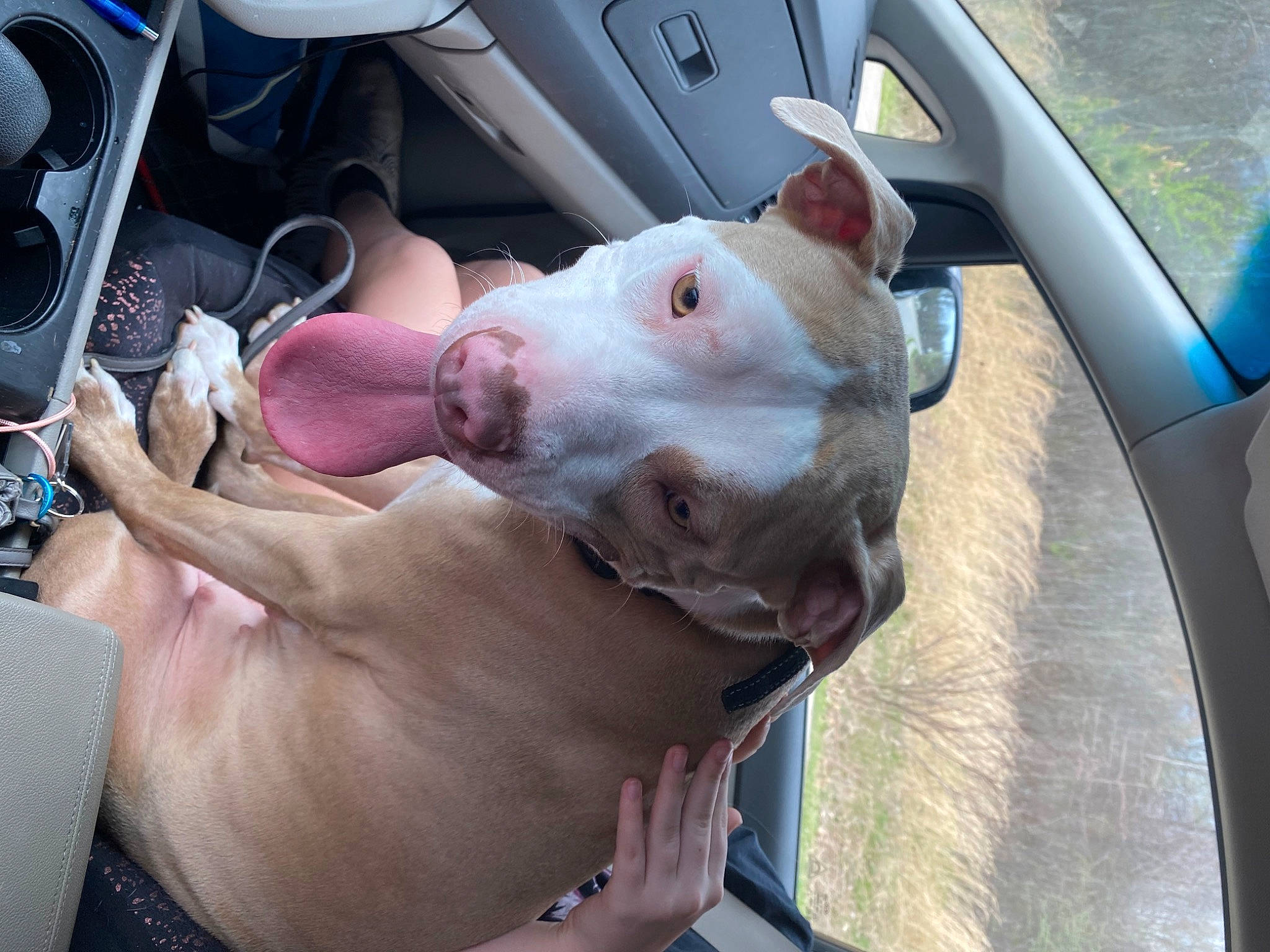Missy joined the competition — help win amazing prizes! auto_part, automotive_design, automotive_exterior, automotive_lighting, automotive_wheel_system, bumper, car, car_seat, dog_breed, family_car, fawn, glass, hood, motor_vehicle, nail, snout, steering_wheel, vehicle, vehicle_door, windshield