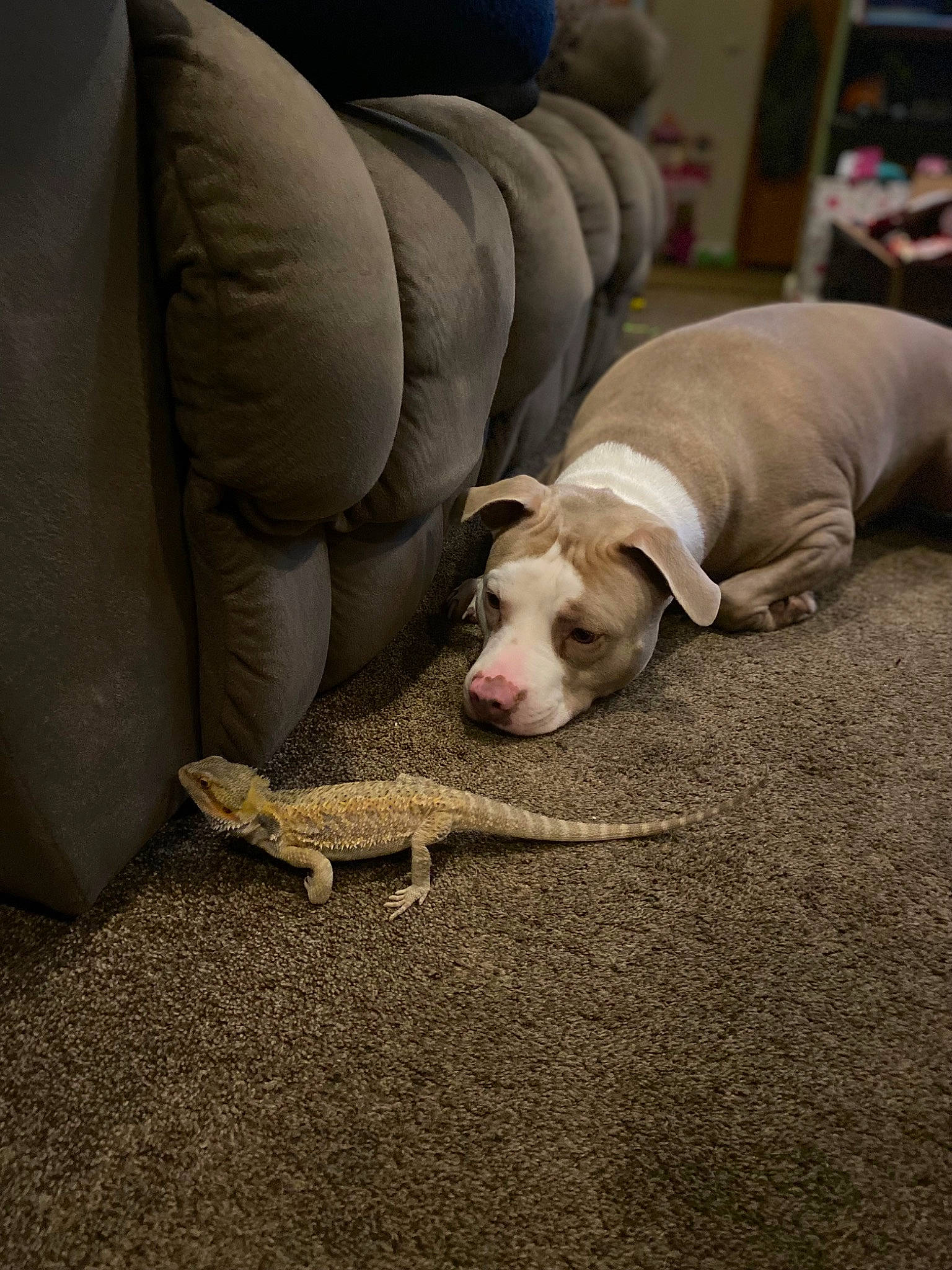 Missy joined the competition — help win amazing prizes! canidae, carnivore, comfort, companion_dog, couch, dog, dog_breed, dog_supply, fawn, floor, flooring, grey, hardwood, linens, paw, pet_supply, snout, sporting_group, tail, working_animal
