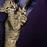 Echo is registered to the contest to win money with this photo: cat, tabby, pet, paw, feline, striped_fur, relaxing, cozy, blanket, purple, indoor, close_up, whiskers, collar, bell, cute, animal, mammal, resting, soft