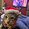 Echo is registered to the contest to win money with this photo: cat, santa_hat, red_collar, bells, blanket, blue_blanket, indoor, television, tv_screen, furniture, home, pet, animal, closeup, holiday, christmas, relaxing, fur, whiskers, ears