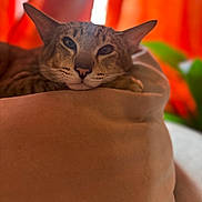 Echo is registered to the contest to win money with this photo: cat, animal, pet, ears, face, feline, resting, blanket, soft, cozy, indoor, orange_curtain, blurred_background, greenery, relaxed, closeup, portrait, warm_colors, sleepy, comfort