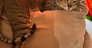 Echo is registered to the contest to win money with this photo: alert, animal, beige, cat, cozy, curtain, cushion, domestic_animal, ears, feline, indoor, lying_down, orange, pet, relaxed, resting, soft_texture, tail, warm_lighting, whiskers