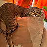 cat, feline, pet, animal, indoor, cushion, beige, orange, curtain, relaxed, lying_down, tail, ears, whiskers, soft_texture, cozy, resting, alert, domestic_animal, warm_lighting