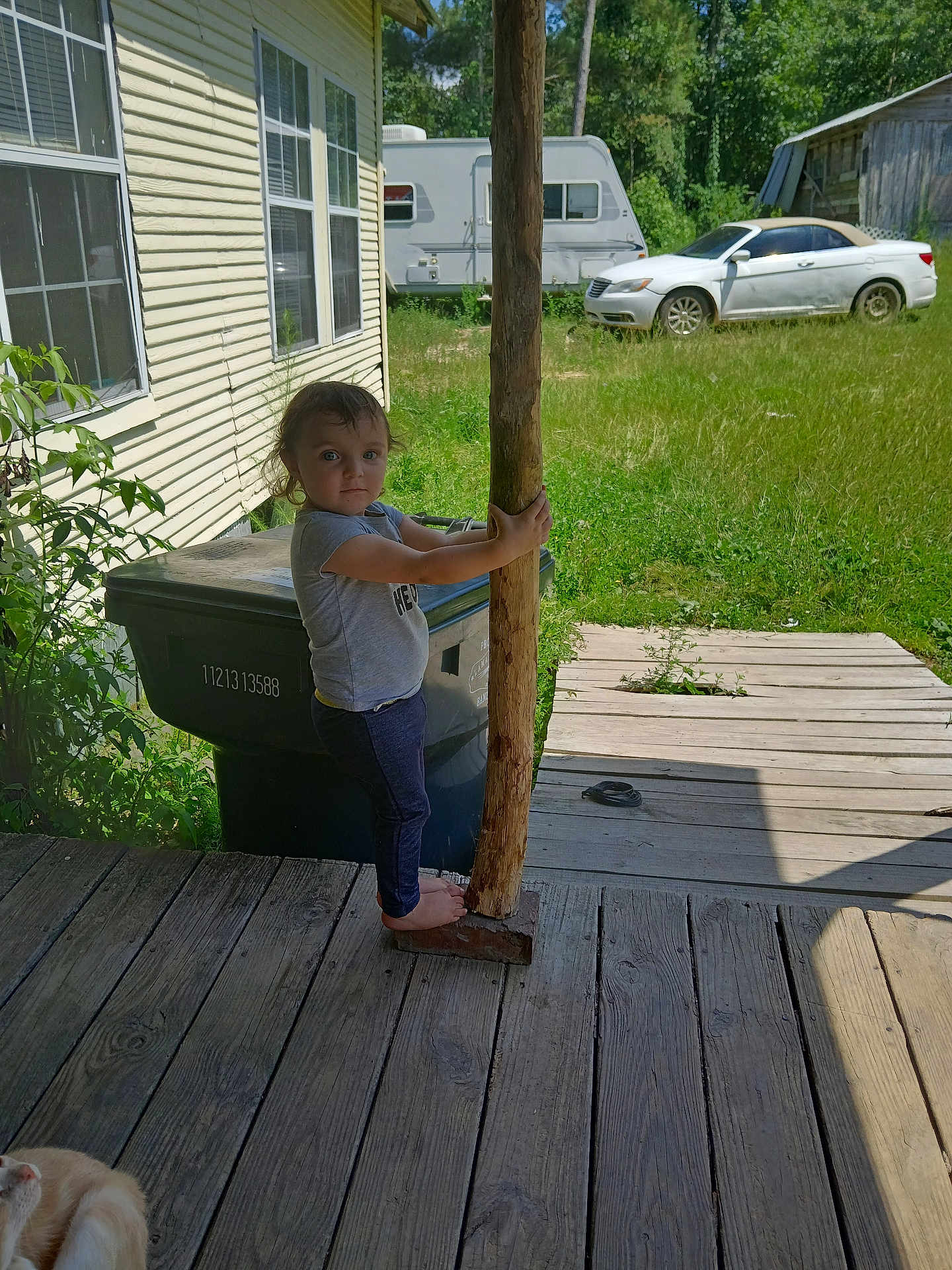 Elana is registered to the contest to win money with this photo: barefoot, camper, car, cat, child, curious, daylight, deck, grass, house, nature, outdoor, plants, post, standing, sunny, toddler, trash_bin, windows, wooden_porch