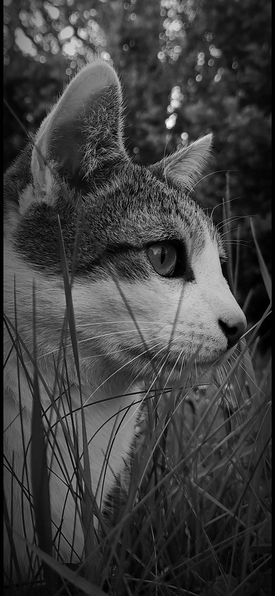 Mango participe au concours pour gagner de l'argent avec cette photo : black_and_white, carnivore, cat, close_up, domestic_short_haired_cat, eye, felidae, fur, grass, human_body, monochrome, monochrome_photography, plant, small_to_medium_sized_cats, snout, stock_photography, style, terrestrial_animal, tree, whiskers