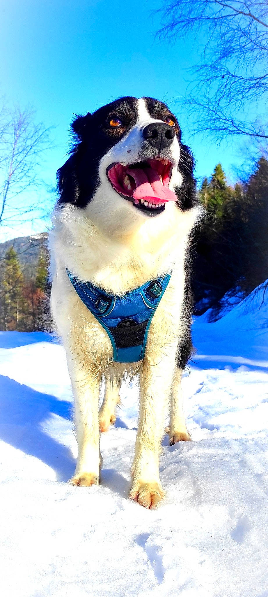 Inaya participe au concours pour gagner de l'argent avec cette photo : ball, canidae, carnivore, collar, companion_dog, dog, dog_breed, dog_collar, dog_supply, electric_blue, freezing, plant, recreation, sky, slope, snout, snow, sporting_group, tree, winter