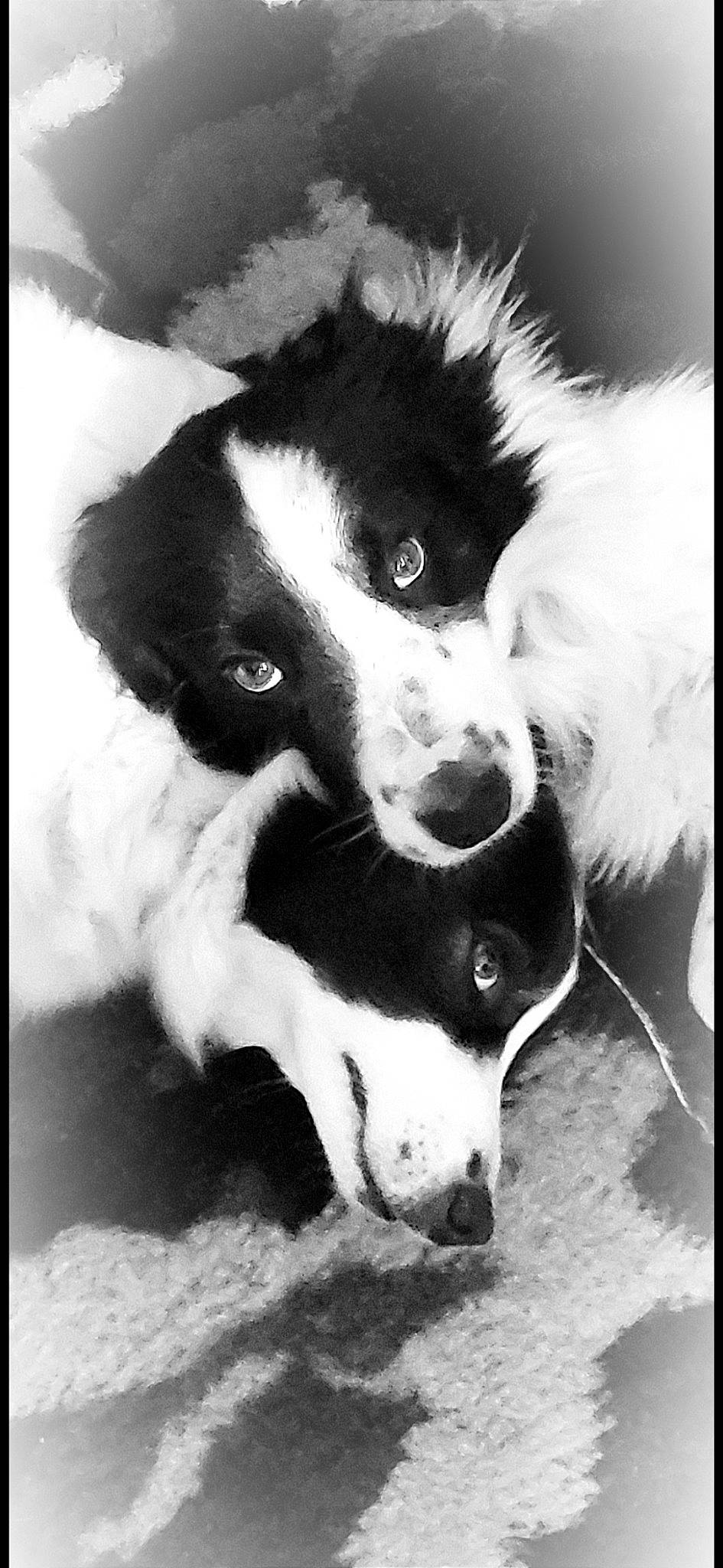 Inaya participe au concours pour gagner de l'argent avec cette photo : ancient_dog_breeds, black_and_white, border_collie, canidae, carnivore, companion_dog, dog, dog_breed, fur, herding_dog, monochrome, monochrome_photography, photo_caption, photography, snout, sporting_group, stock_photography, style, whiskers, working_dog